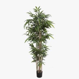 bamboo