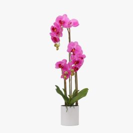 orhideja kd3268